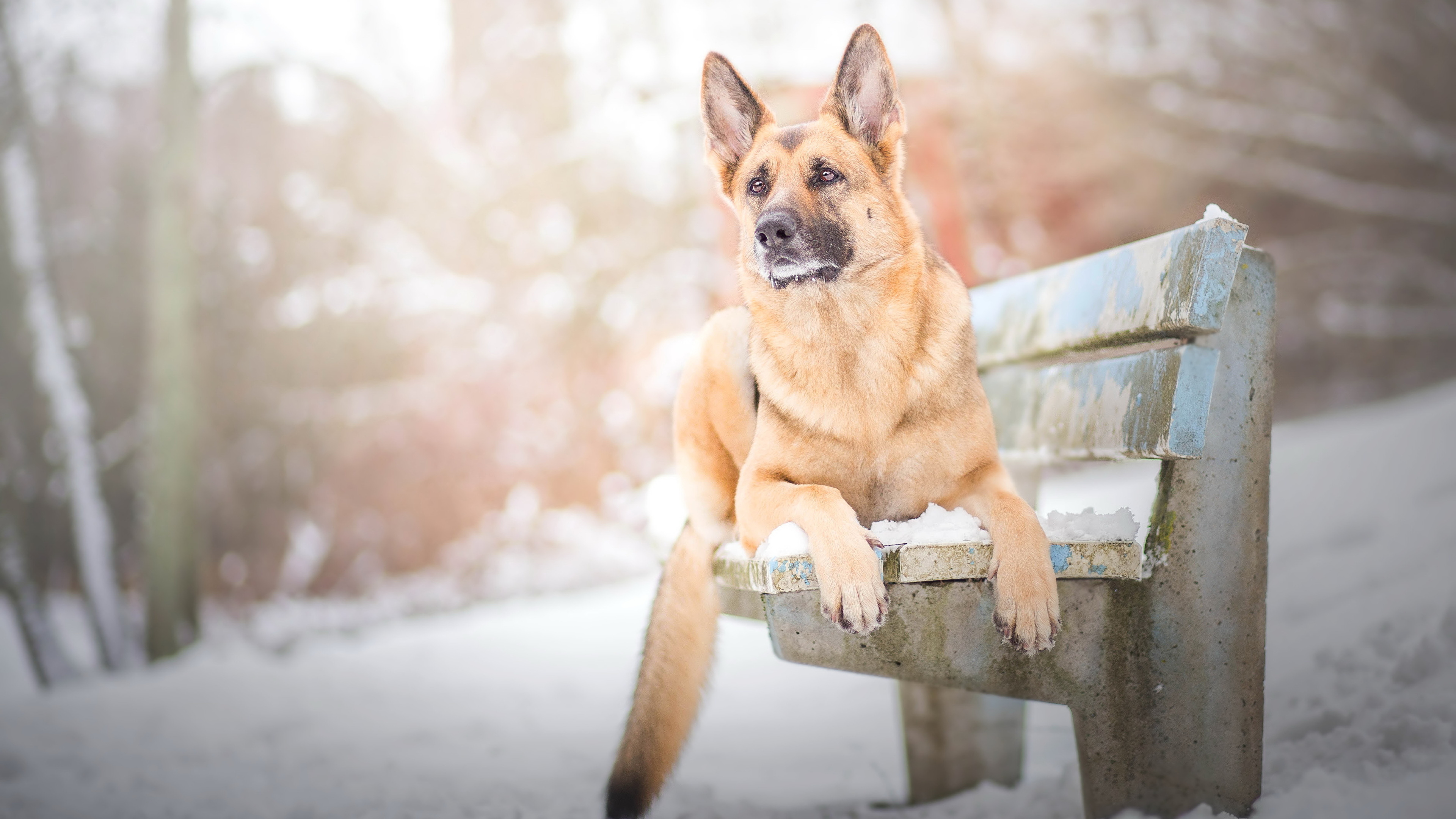 German Shepherd Winter Wallpaper Hd - HD Wallpaper 