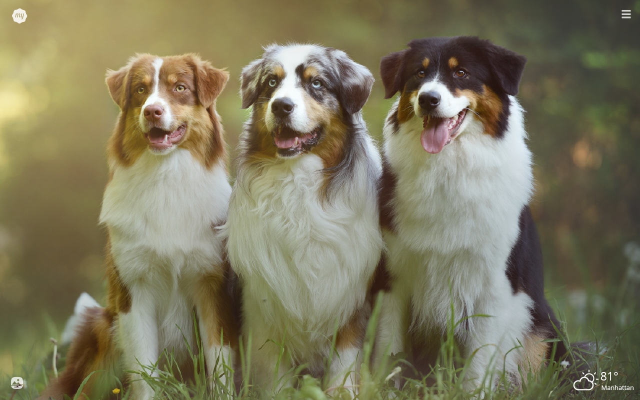 Australian Shepherd - HD Wallpaper 