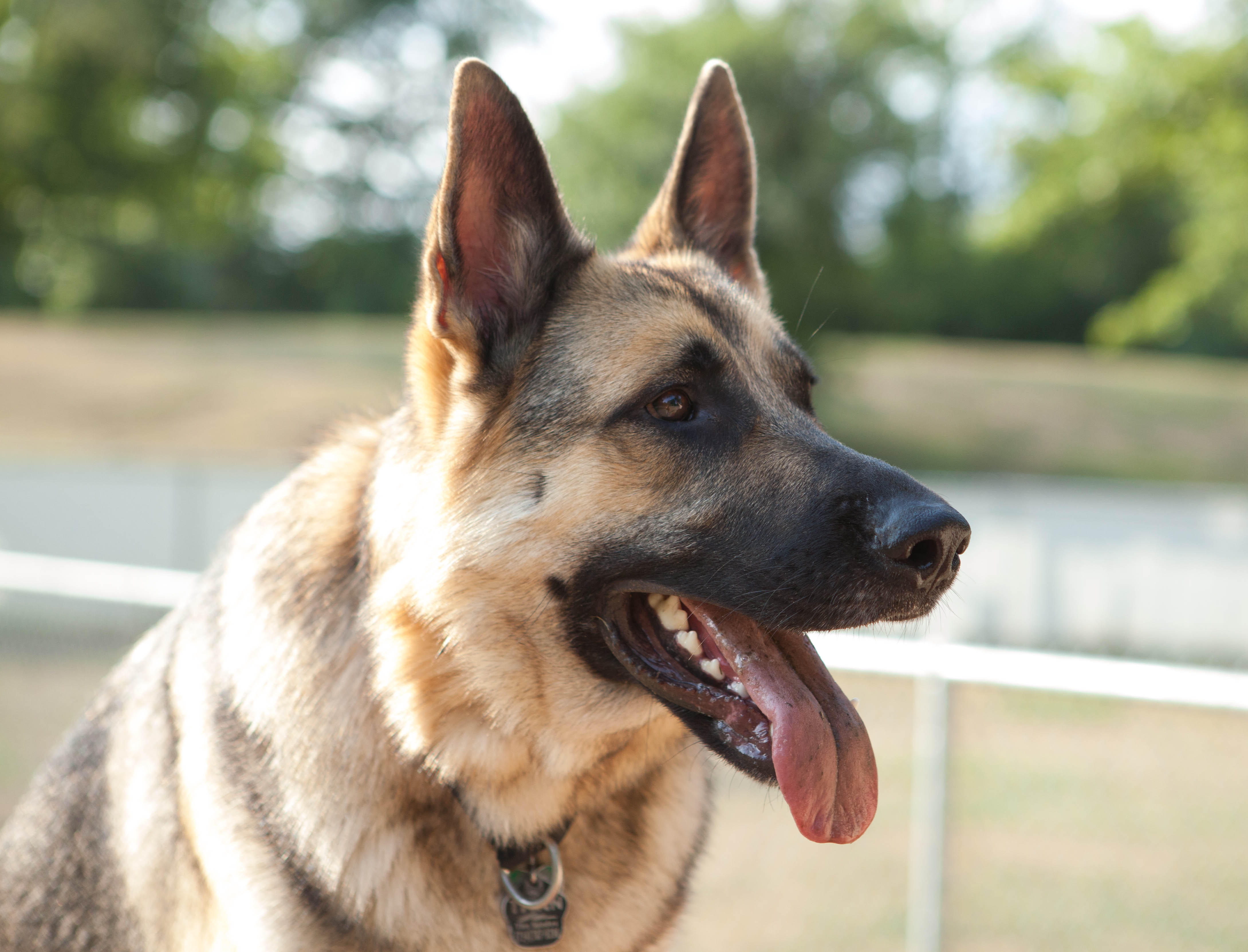 Desktop Hd Wallpaper Of German Shepherd Dog - German Shepherd Dog Tongue - HD Wallpaper 