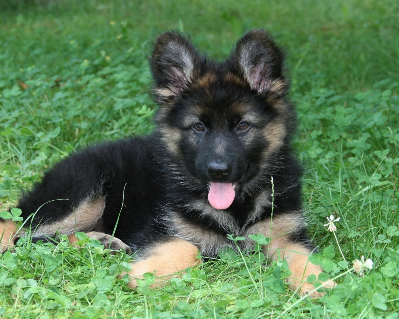 German Shepherd Dog Puppies Cute - HD Wallpaper 