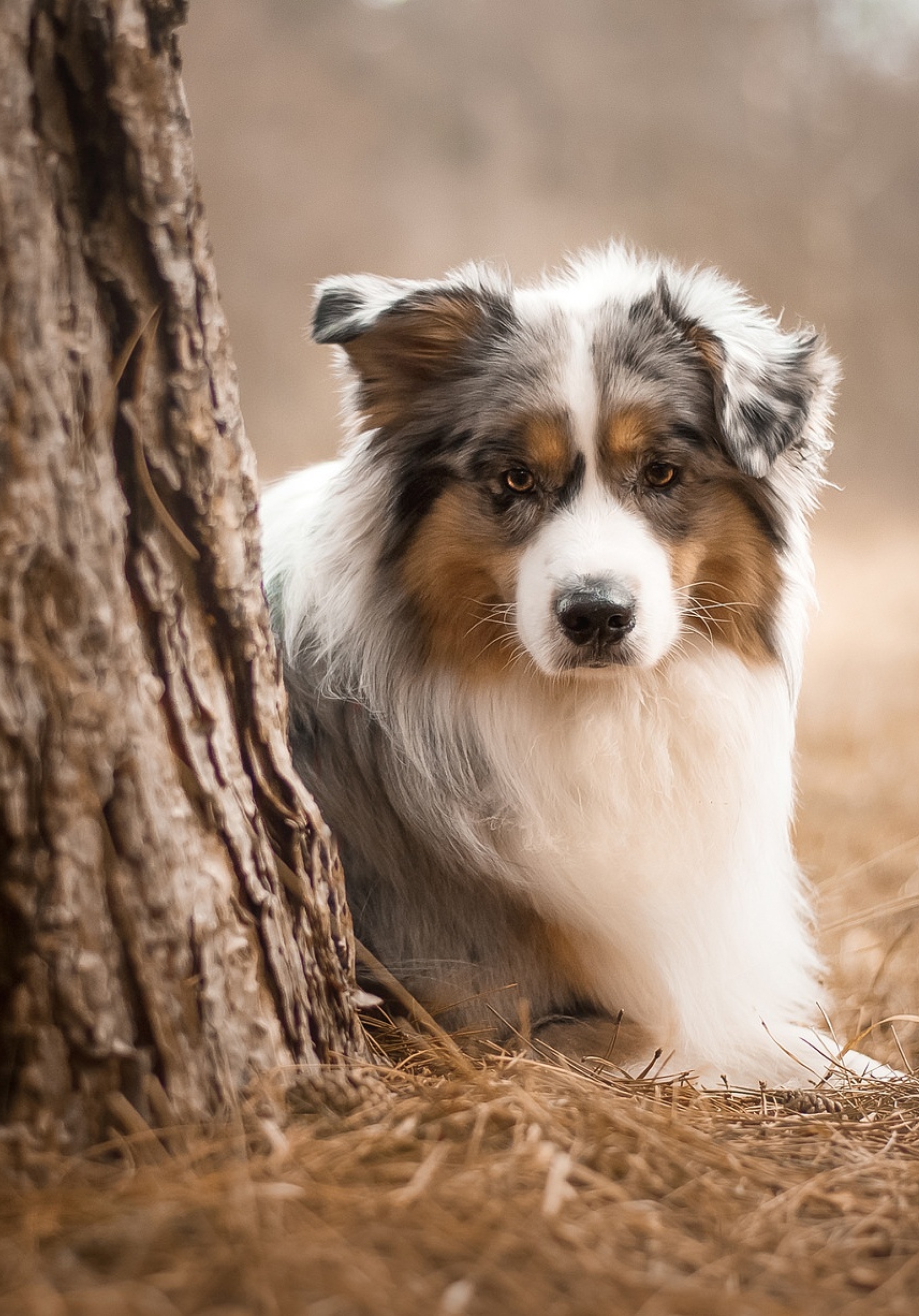 Australian Shepherd Wallpaper - 1668x2388 Wallpaper - teahub.io