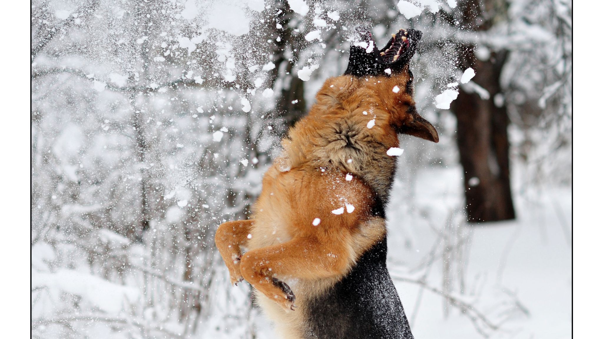 Description Free Download German Shepherd Dog Wallpaper - HD Wallpaper 