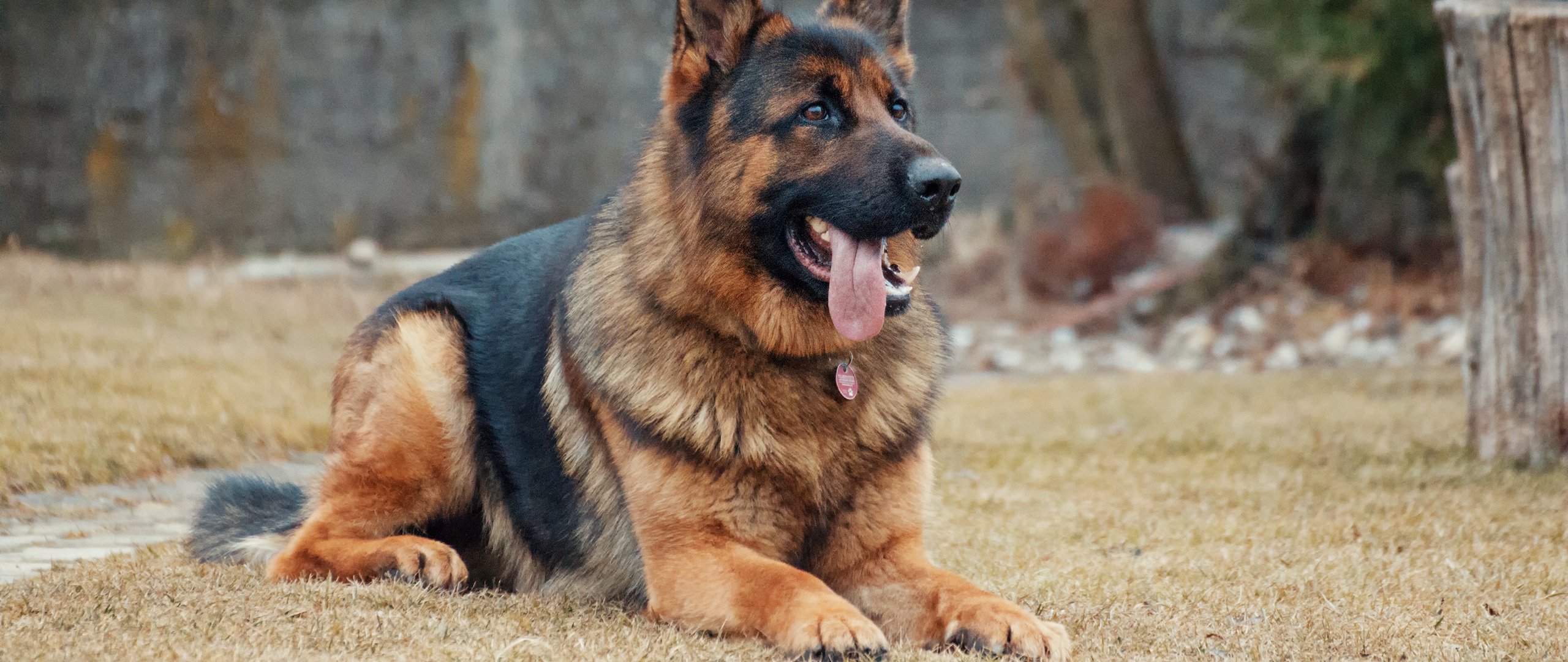 Wallpaper German Shepherd, Dog, Protruding Tongue, - German Shepherd Dog Images Download - HD Wallpaper 