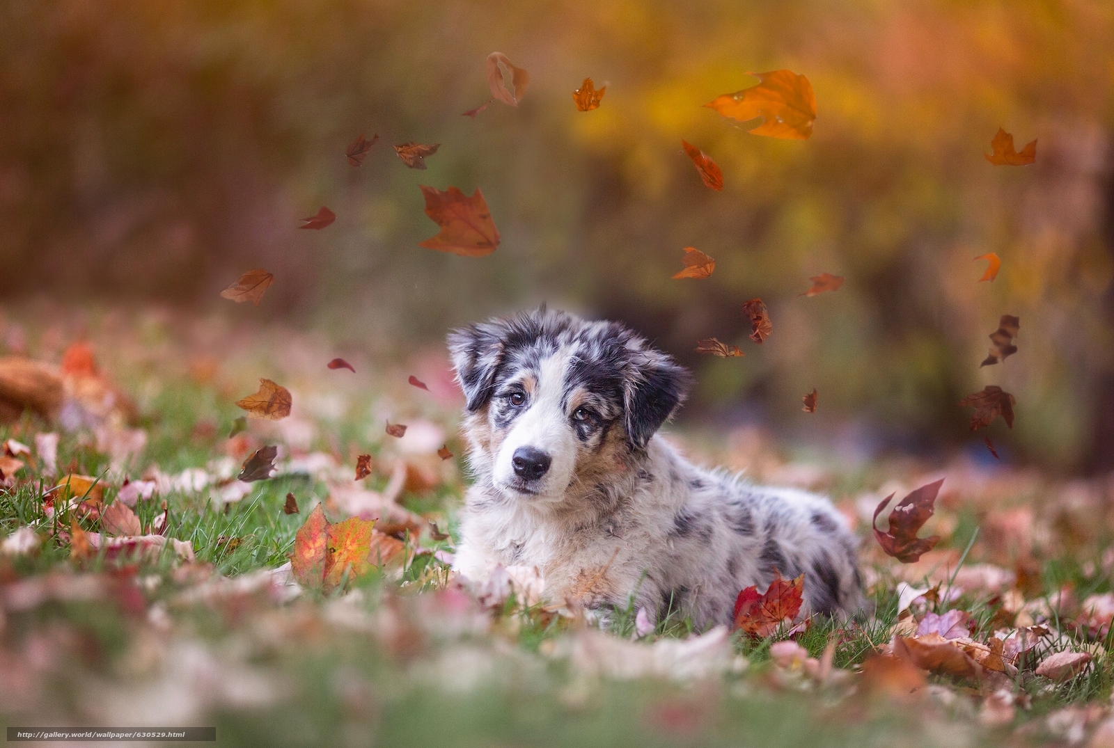 Download Wallpaper Australian Shepherd, Aussies, Dog, - Fond D Écran Chiot - HD Wallpaper 