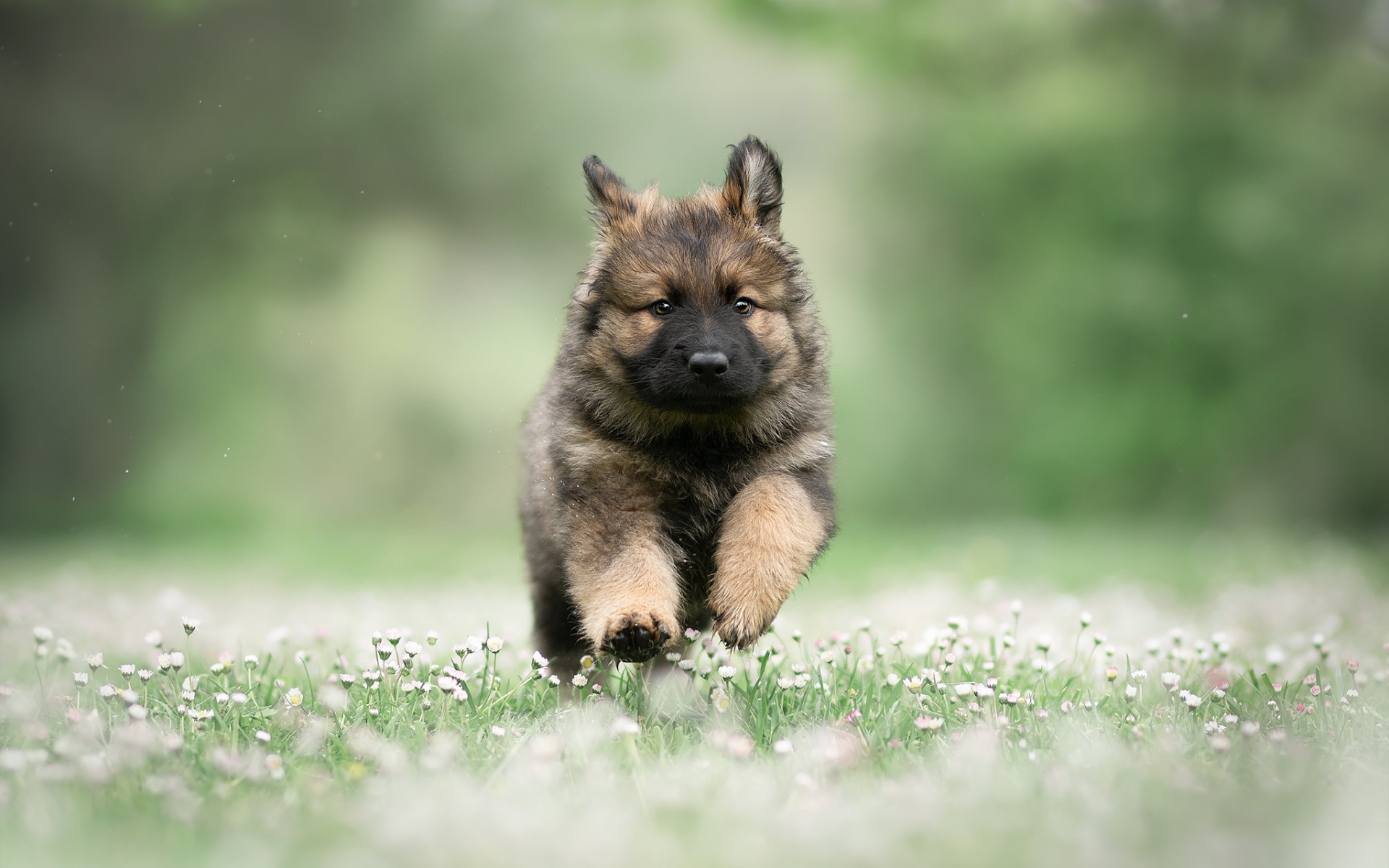 Running German Shepherd, Puppy, Summer, Pets, Cute - German Shepherd Small Puppy - HD Wallpaper 