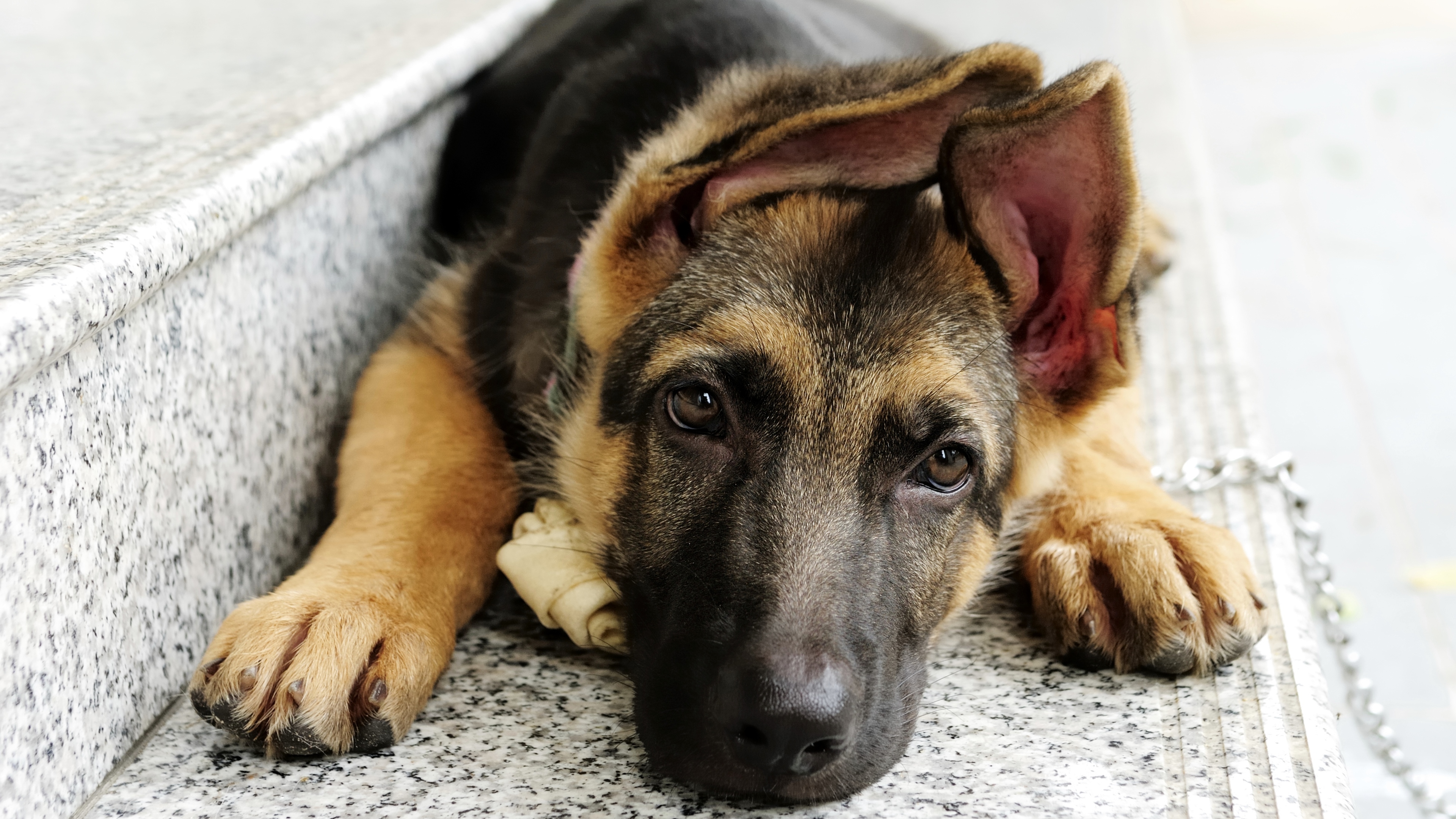 German Shepherd 2 4k - HD Wallpaper 