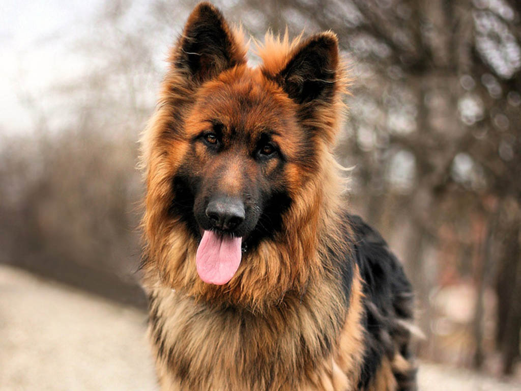 Dog, Shepherd, And German Shepherd Image - Long Hair German Shepherd - HD Wallpaper 