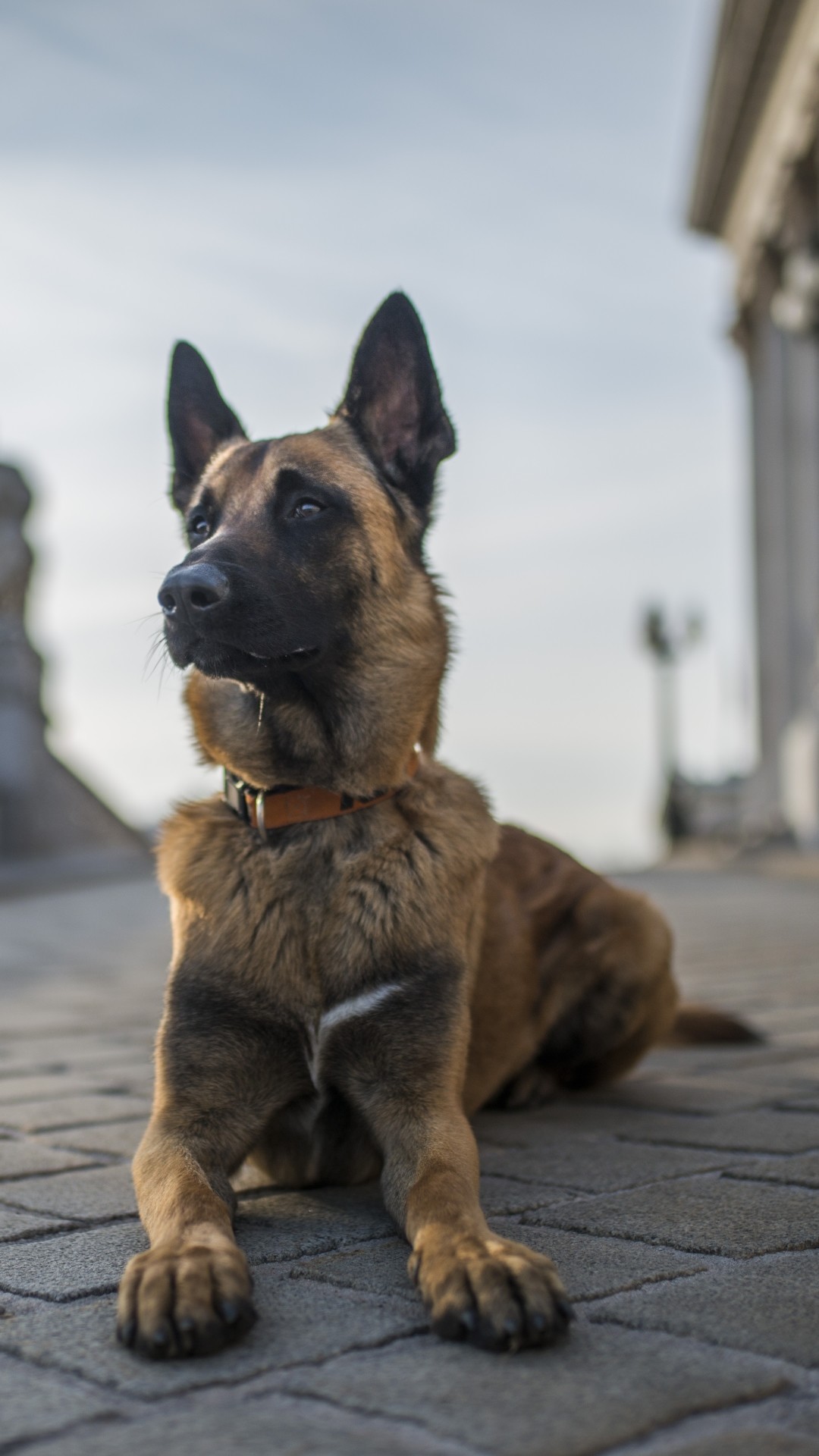 Animal German Shepherd Dogs Dog Depth Of Field - German Shepherd Dog Hd - HD Wallpaper 