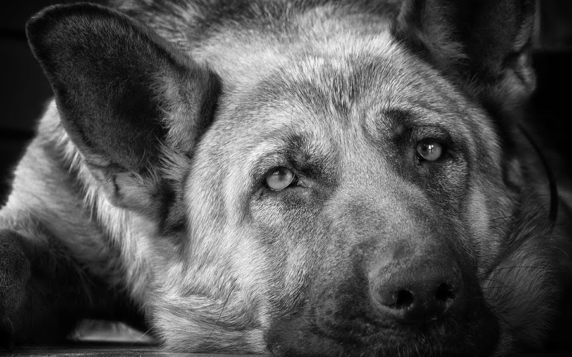 German Shepherd Dog Wallpaper - HD Wallpaper 