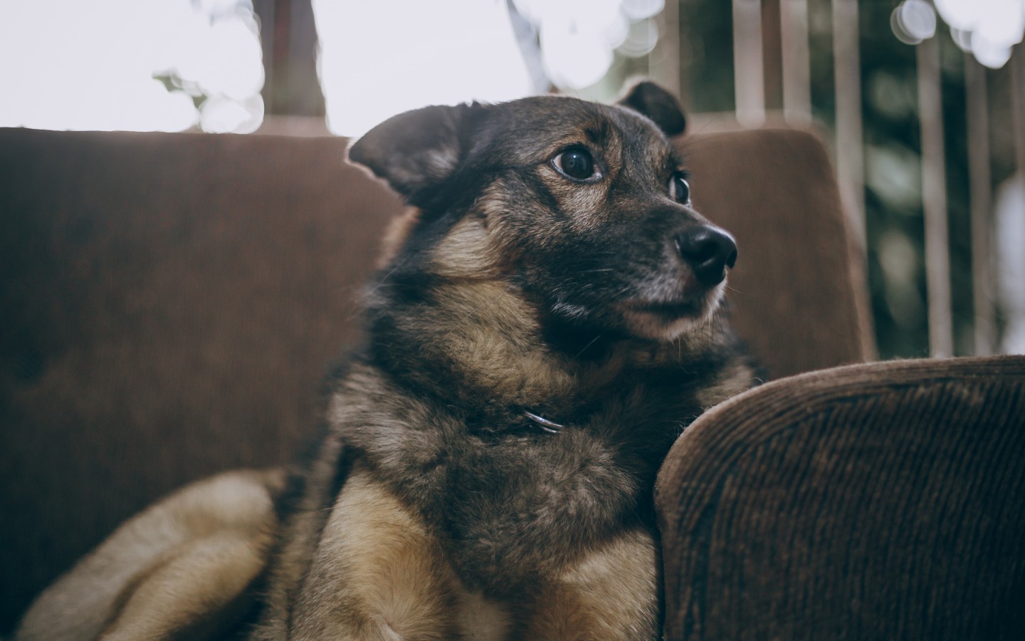 German Shepherd Dog, Puppy, Looking Away - HD Wallpaper 