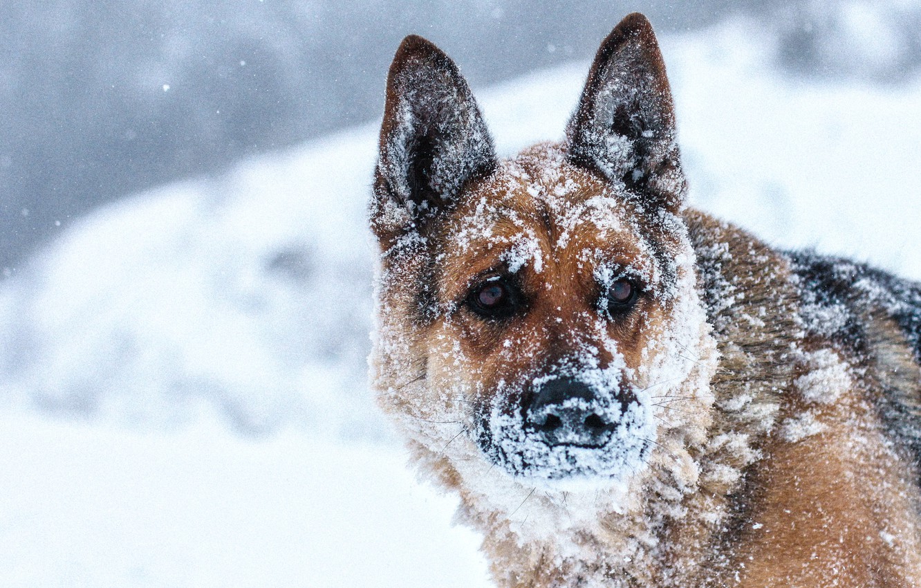 Photo Wallpaper Winter, Snow, Landscape, Nature, Dog, - Owczarek Niemiecki W Śniegu - HD Wallpaper 