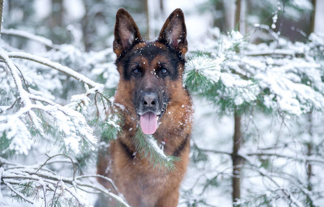 German Shepherd Puppy Wallpaper - 1096x700 Wallpaper - teahub.io