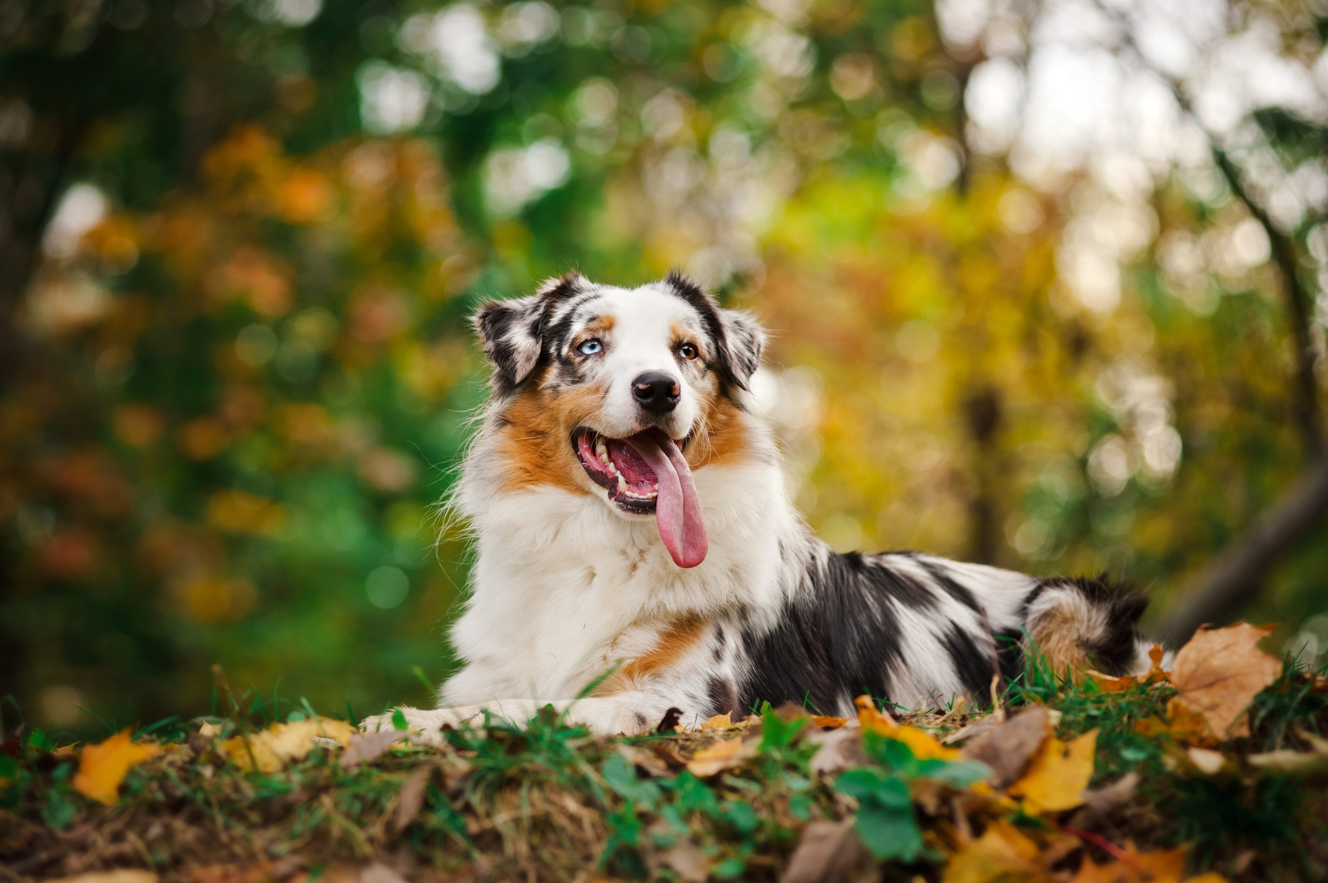 Australian Shepherd Widescreen Wallpapers Australian - Australian Shepherd Wallpaper Hd - HD Wallpaper 