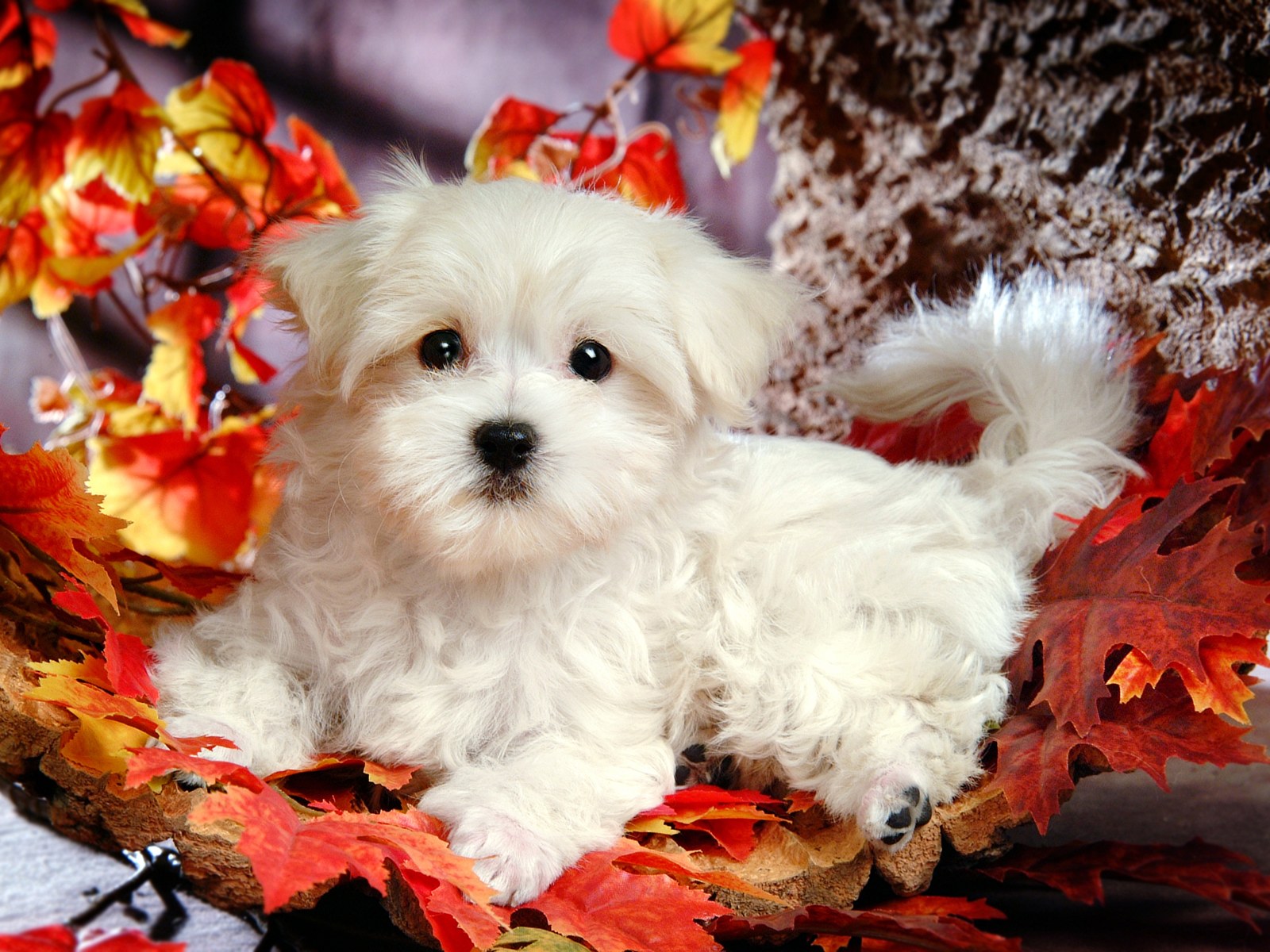 Lovely White Puppy Dog 83196 - White Puppy - HD Wallpaper 
