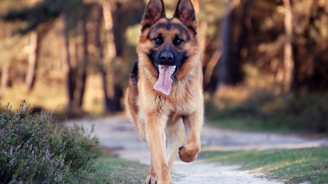 Dog, Shepherd, German, Puppy Wallpapers - German Shepherd Hero - HD Wallpaper 