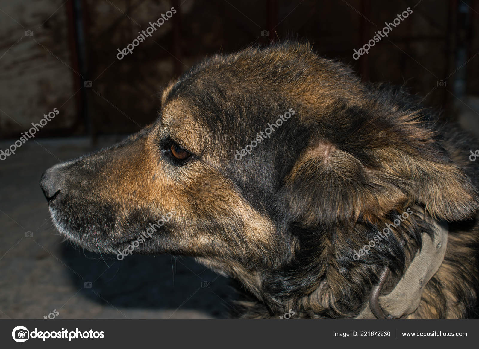 Street Dog - HD Wallpaper 