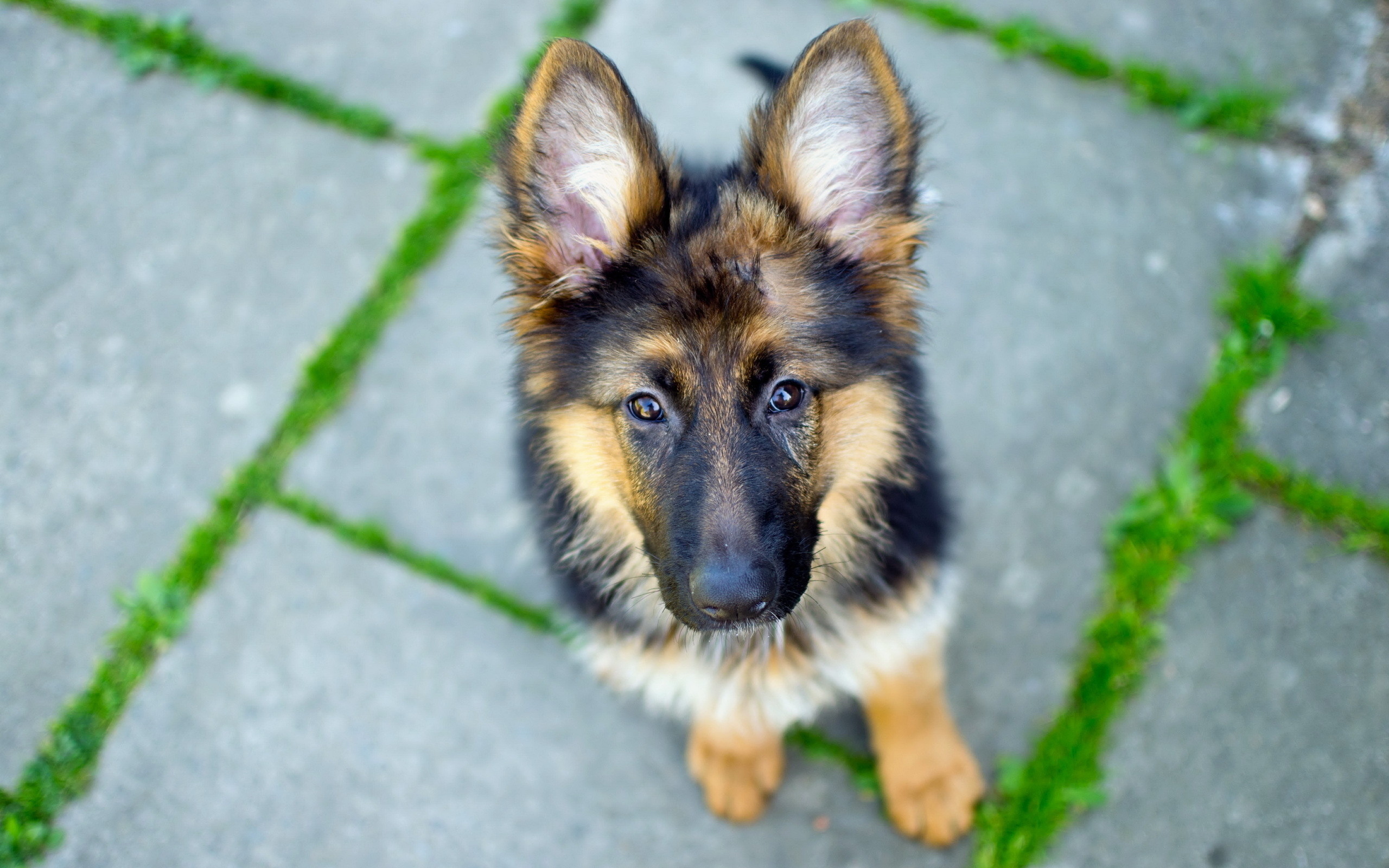 German Shepherd Dog Wallpaper 
 Data Src German Shepherd - German Shepherd Puppy Hd - HD Wallpaper 