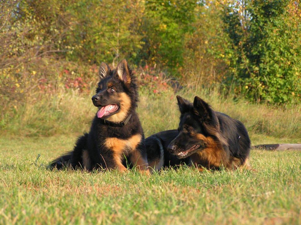 German Shepherd With Pup Wallpaper,nature Wallpaper,grass - German Shepherd - HD Wallpaper 