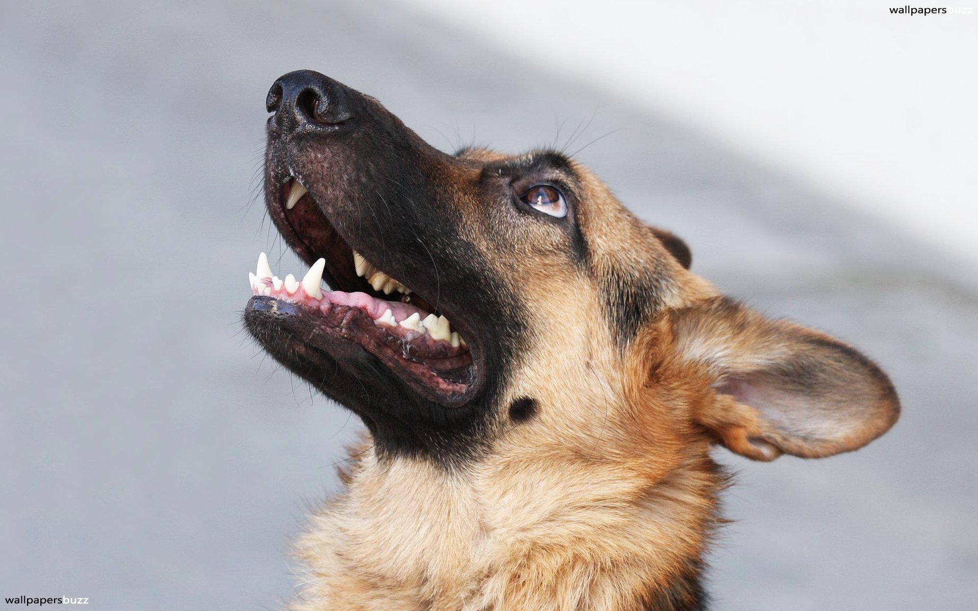 German Shepherd Looking Up - HD Wallpaper 