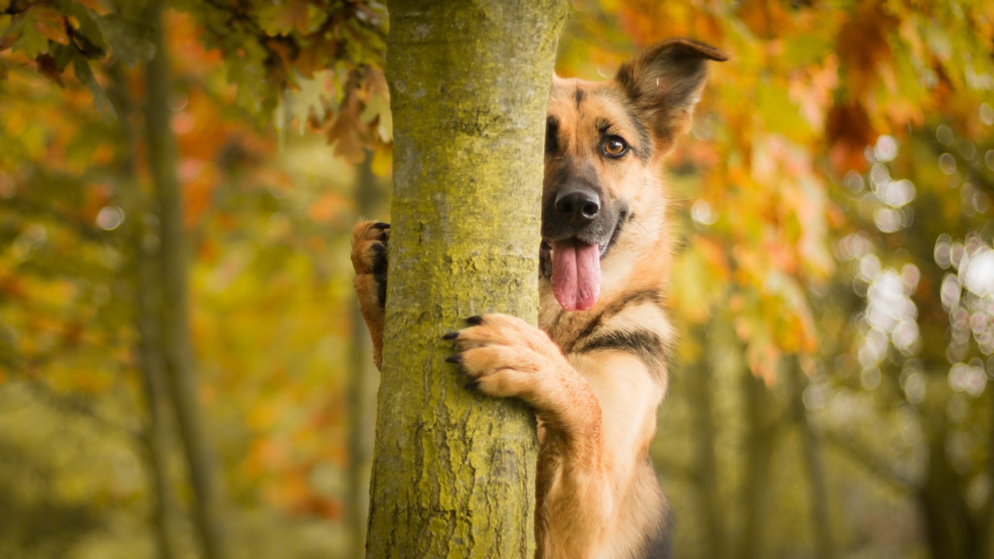 German Shepherd Wallpapers 4k - HD Wallpaper 