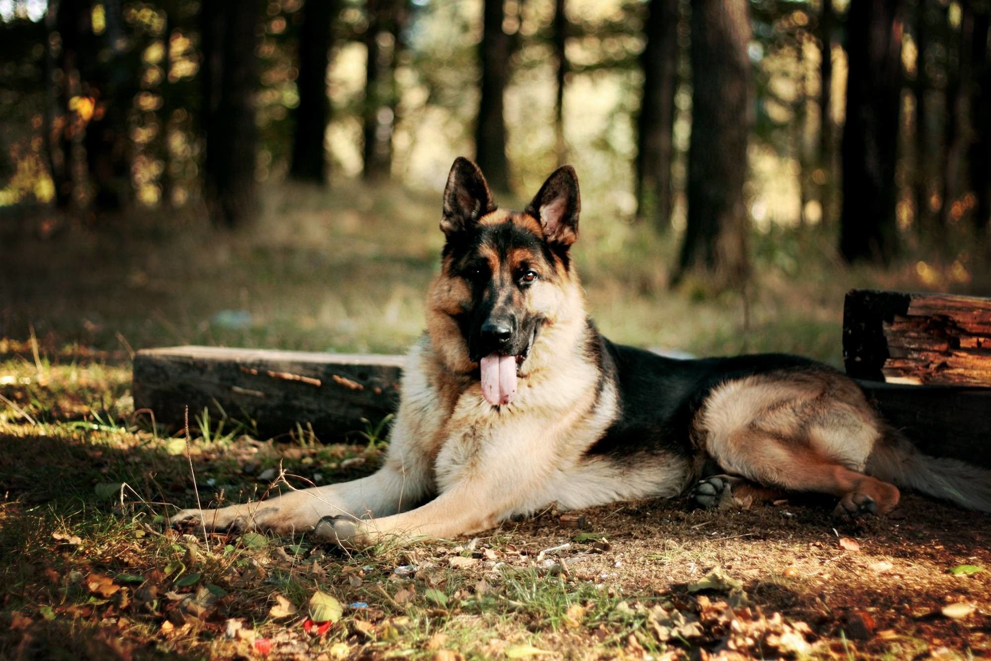 Data-src - Cutest Dogs German Shepherd - HD Wallpaper 
