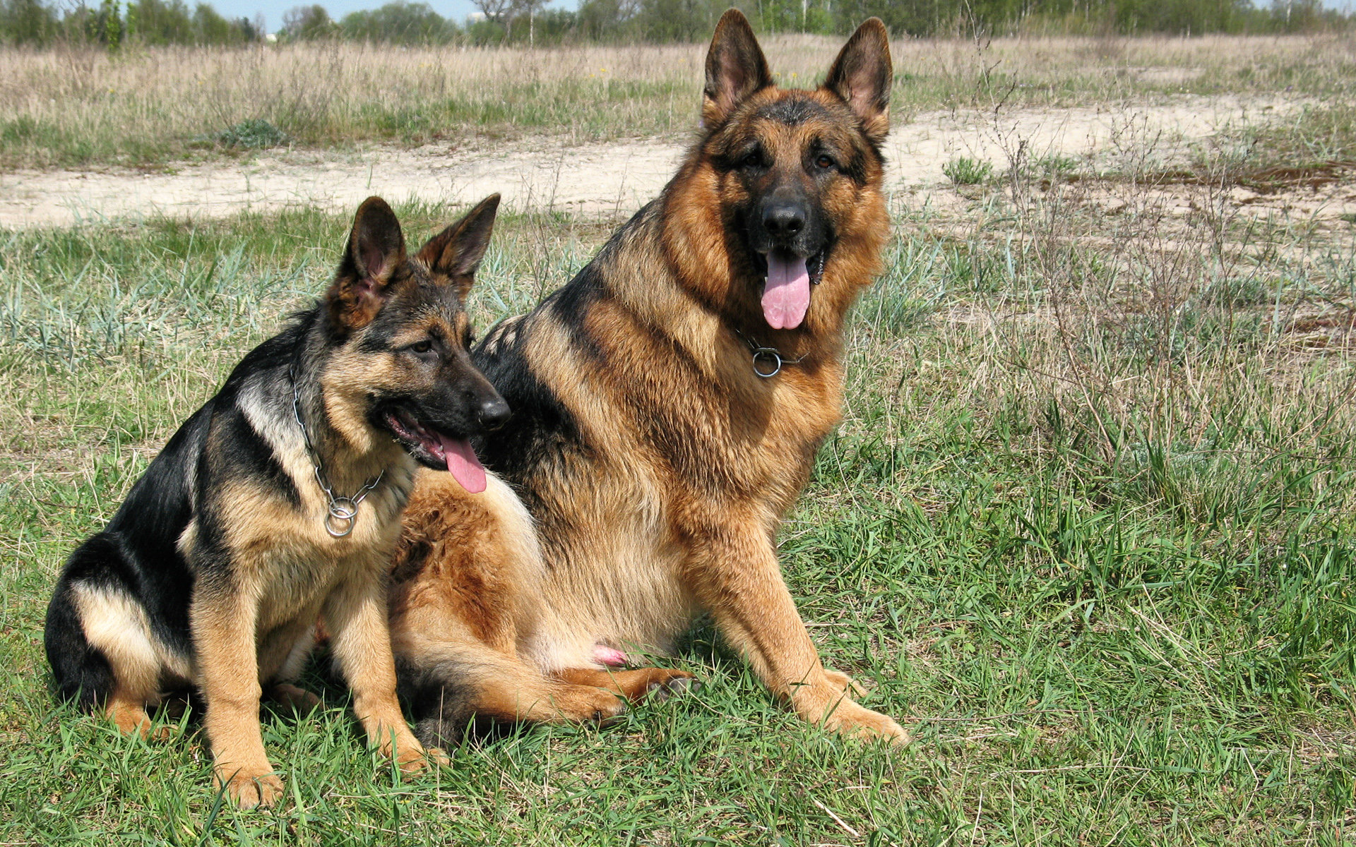 Awesome German Shepherd Free Wallpaper Id - German Shepherd Dogs Wallpaper Animal - HD Wallpaper 