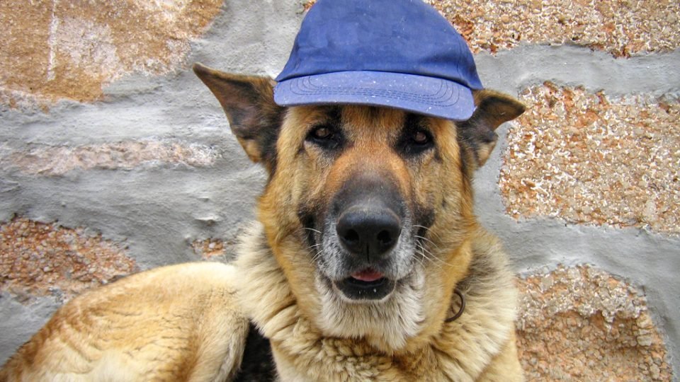 German Shepherd Wearing Hat - 960x540 Wallpaper - teahub.io