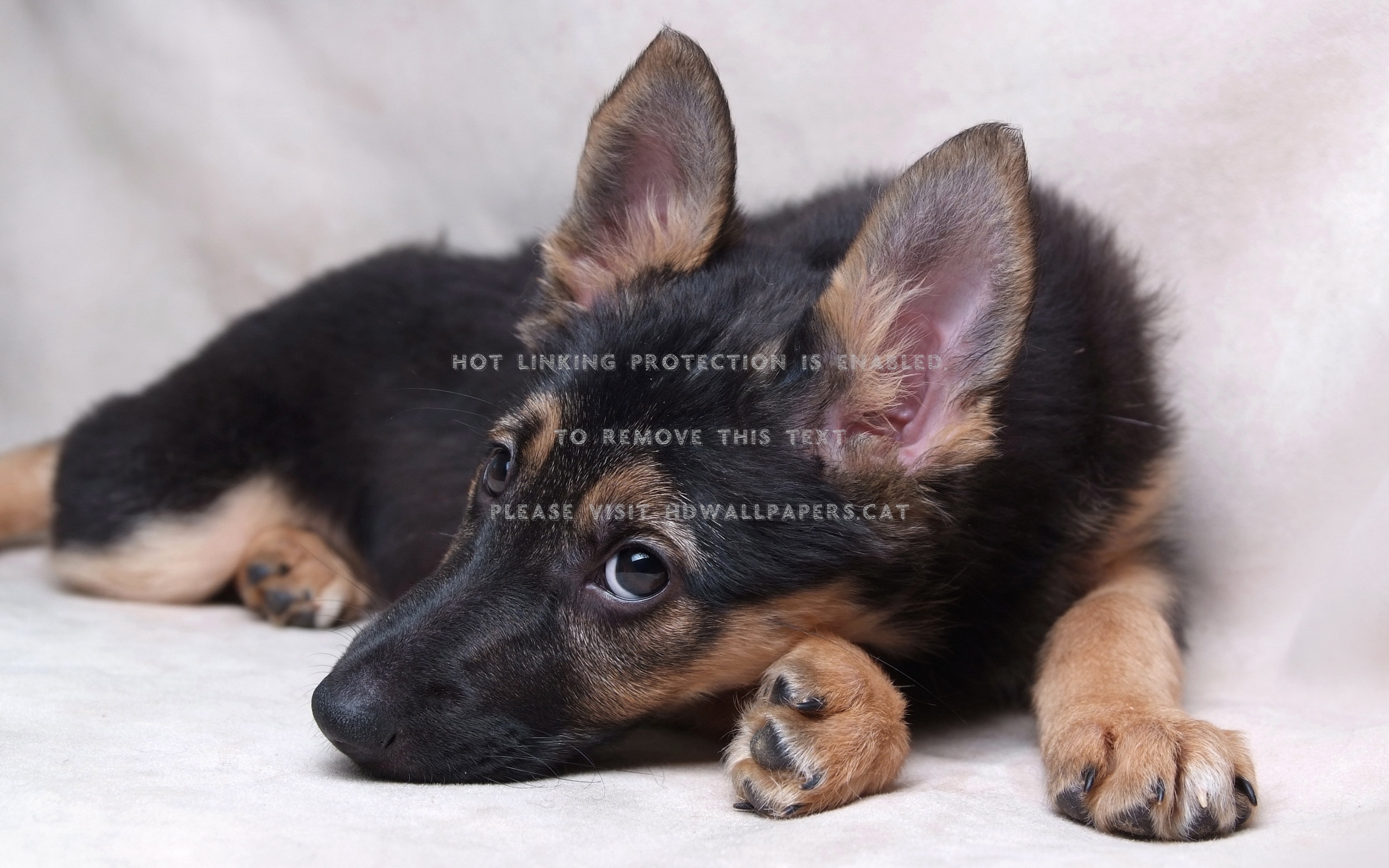 German Shepherd Puppy Cute Dog Animals - German Shepherd - HD Wallpaper 