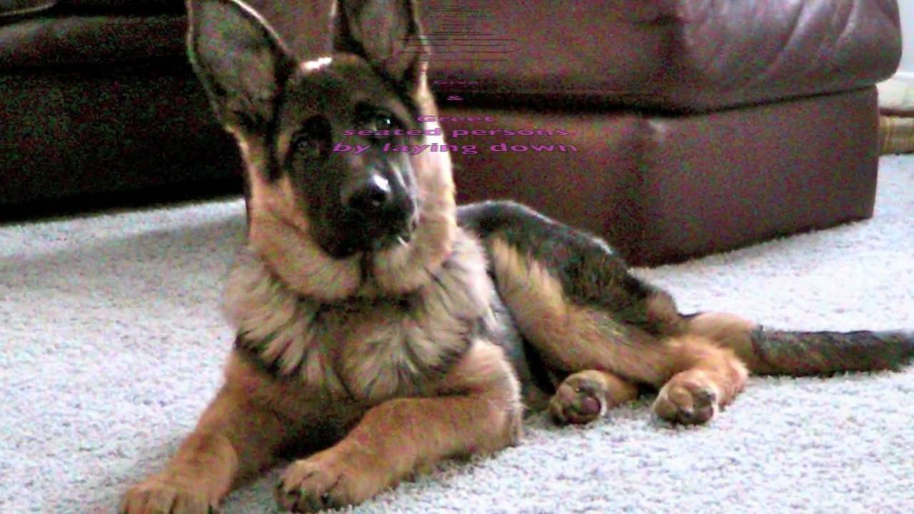 Old German Shepherd Dog - HD Wallpaper 