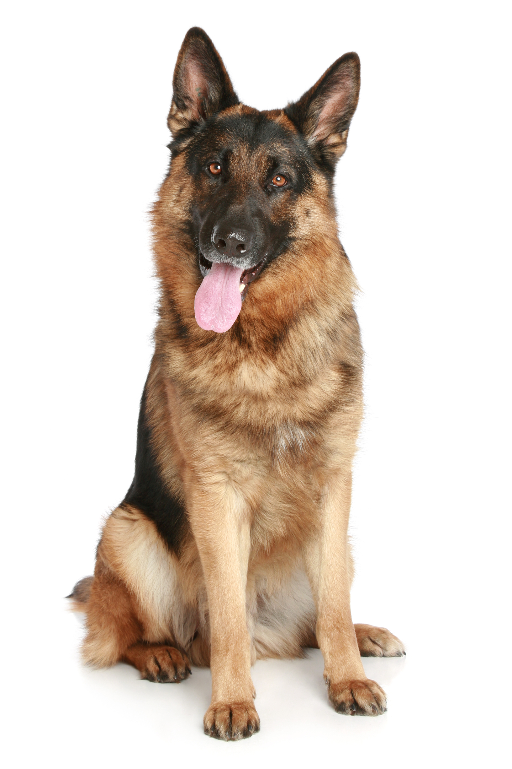 German Shepherd Dog Png - HD Wallpaper 