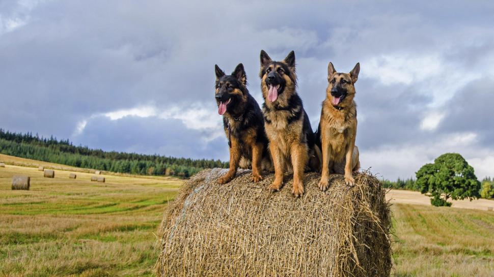 Dogs, German Shepherd, Straw, Field, Nature Wallpaper,dogs - Three German Shepherd - HD Wallpaper 