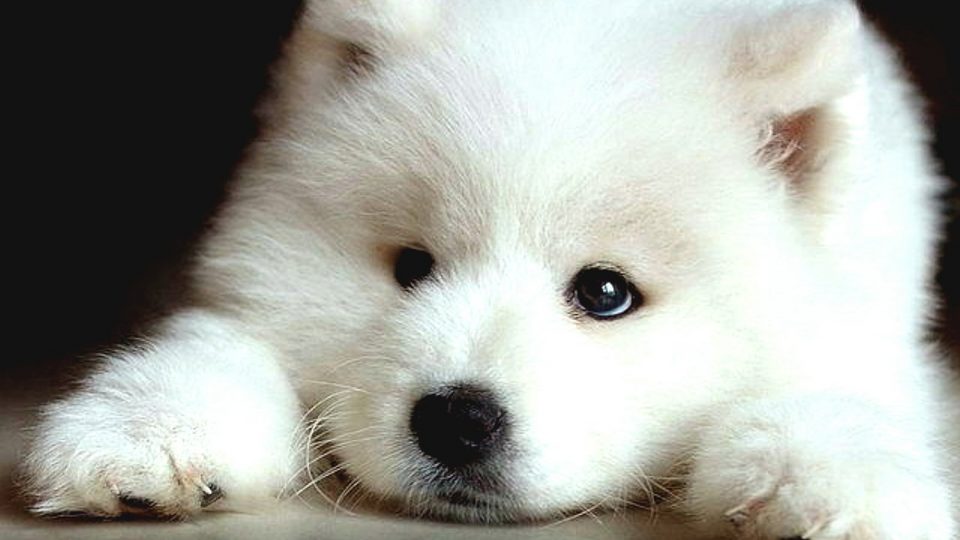 Baby Samoyed Puppy - HD Wallpaper 
