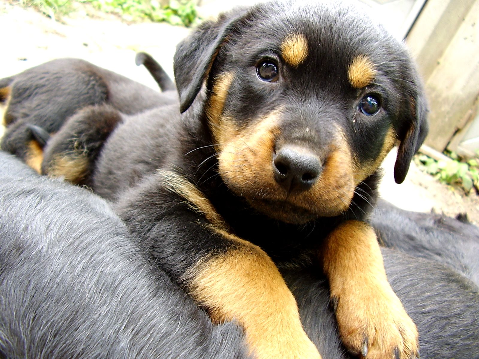 Rottweiler German Shepherd Mix Puppy German Shepherd - German Shepherd Puppies Mixed With Pitbull - HD Wallpaper 