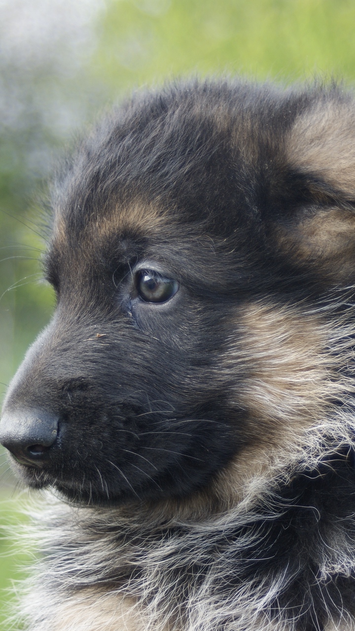 Wallpaper German Shepherd, Dog, Puppy, Muzzle - Shiloh German Shepherd Puppy - HD Wallpaper 