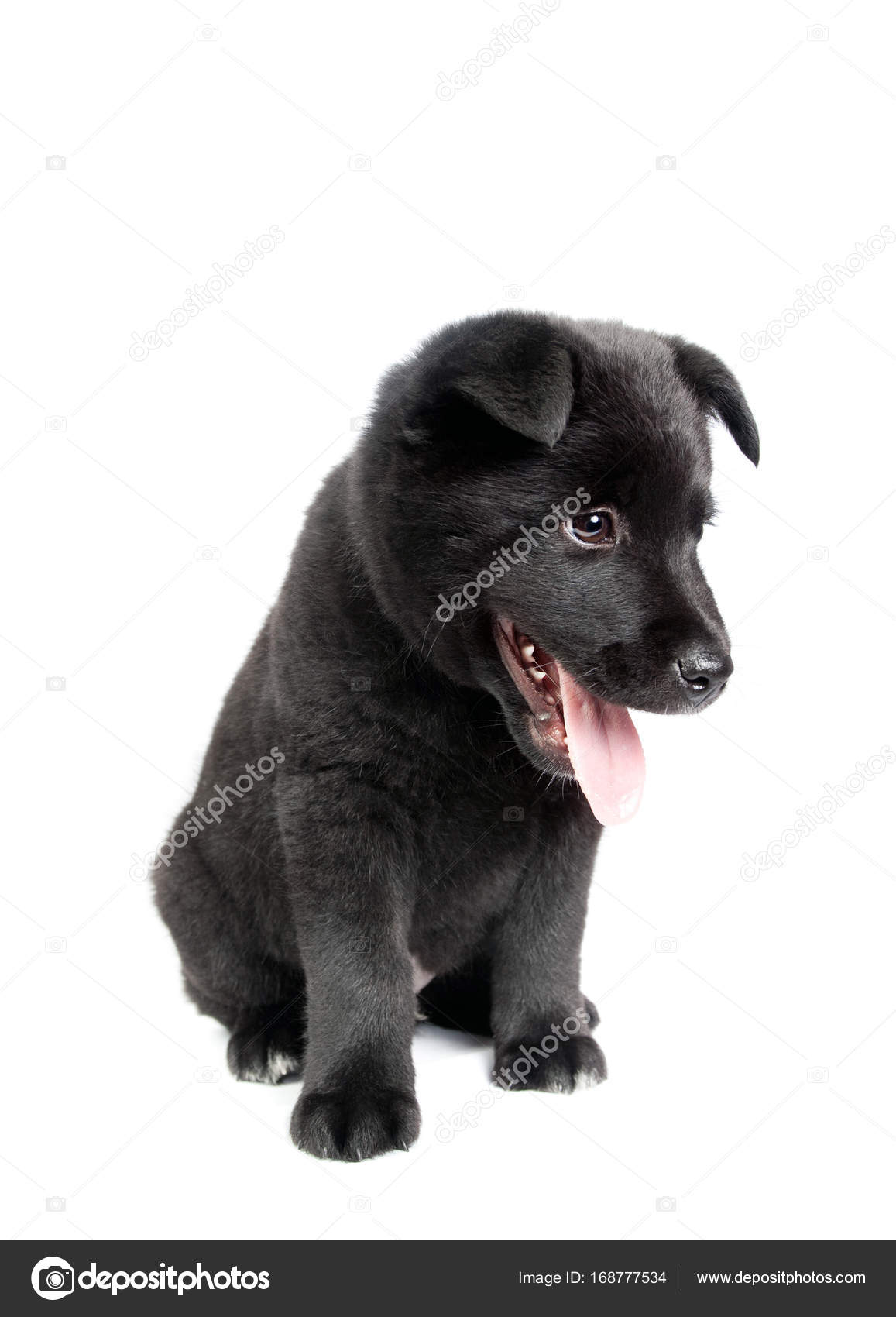 Black German Shepherd Puppy Arms - HD Wallpaper 