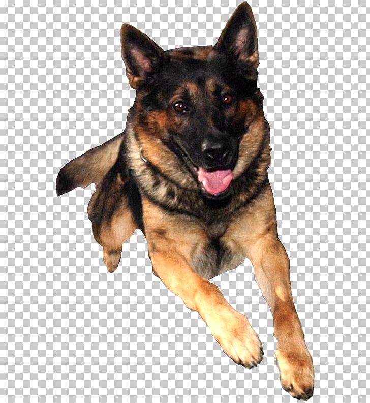 German Shepherd Puppy Dog Training Pet Png, Clipart, - Blackpink Jennie Kim Png - HD Wallpaper 
