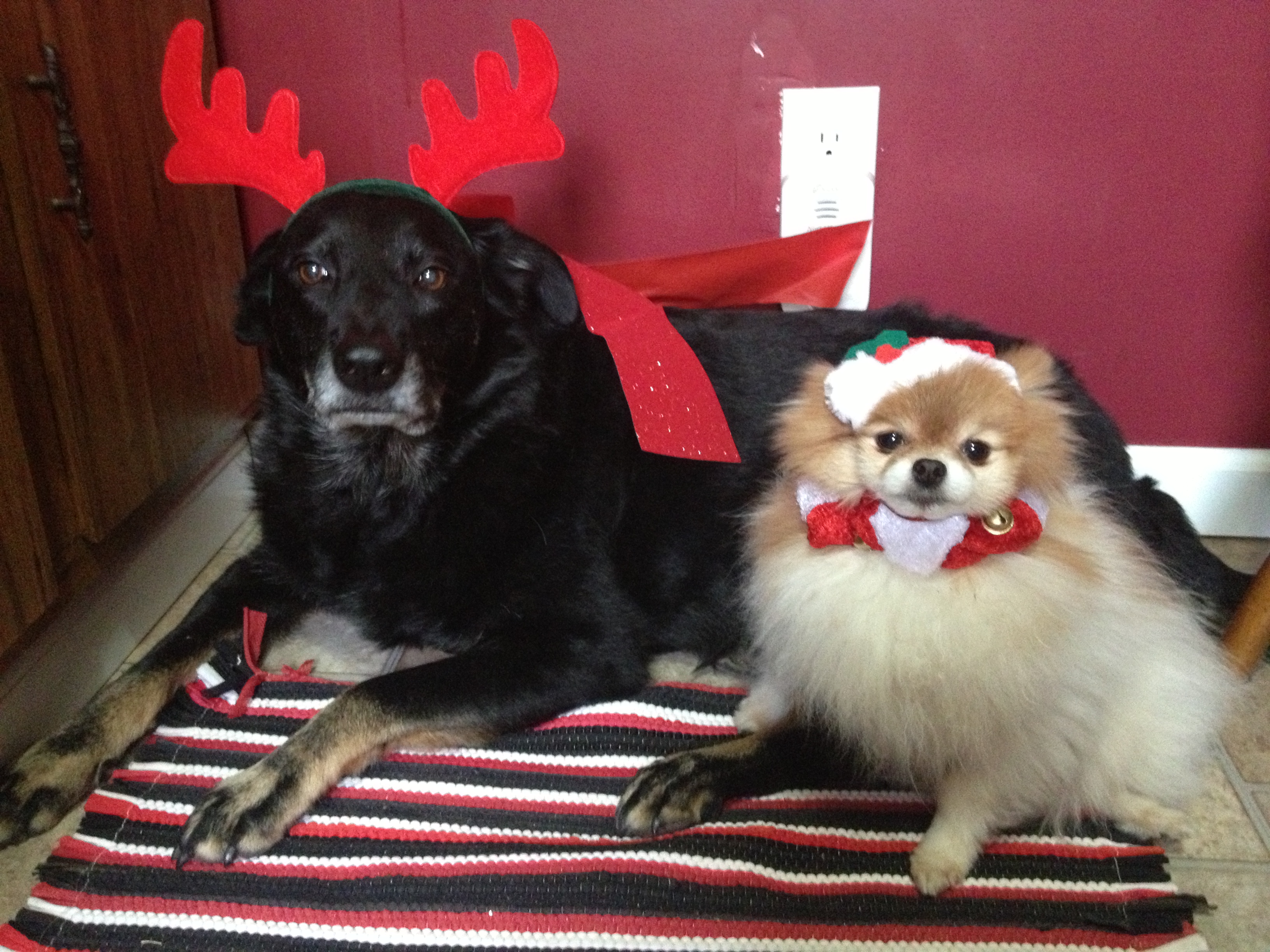 Jarman Safed Dog Hd Wallpaper - Dogs In Christmas Funny Sayings - HD Wallpaper 
