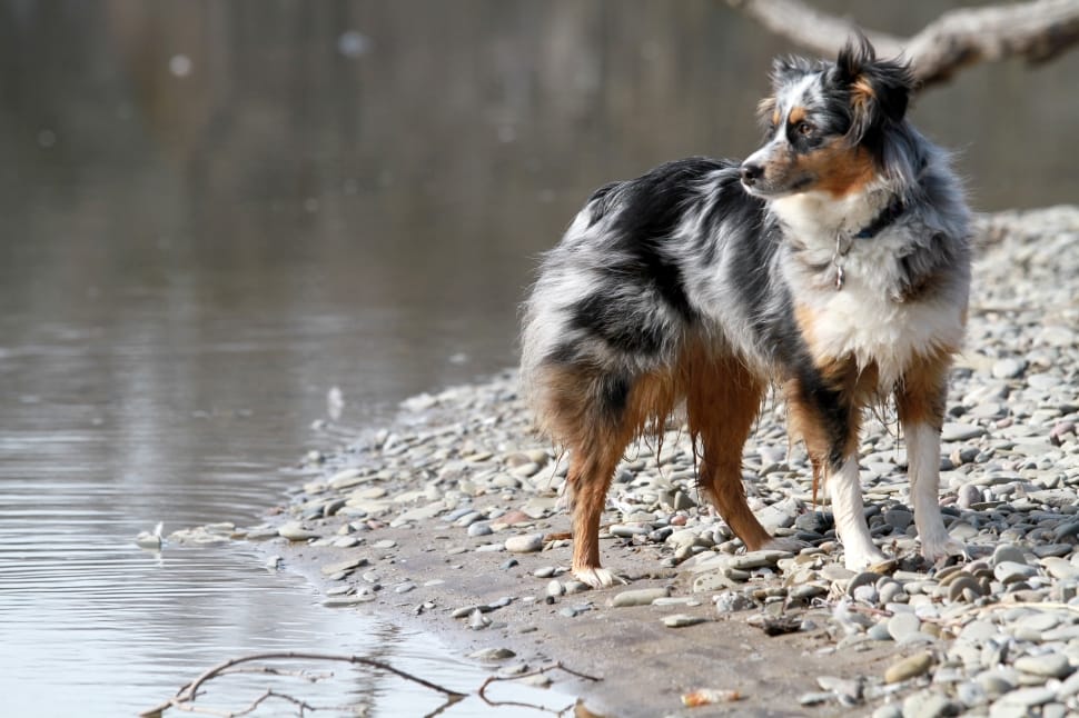 Large Long Coated Black, White And Tan Dog Standing - Full Grown Australian Shepherd Blue Heeler Mix - HD Wallpaper 