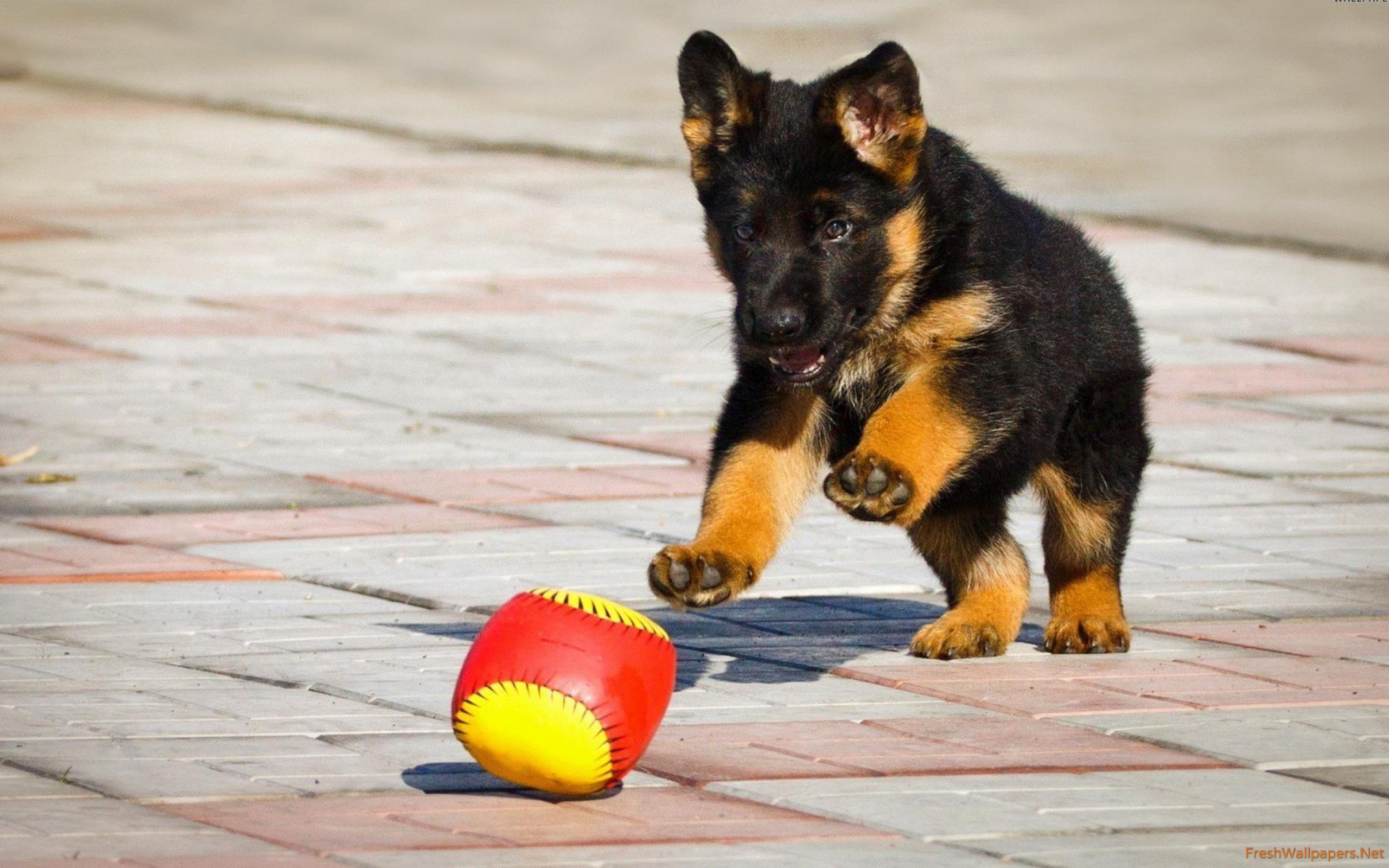 German Shepherd - HD Wallpaper 