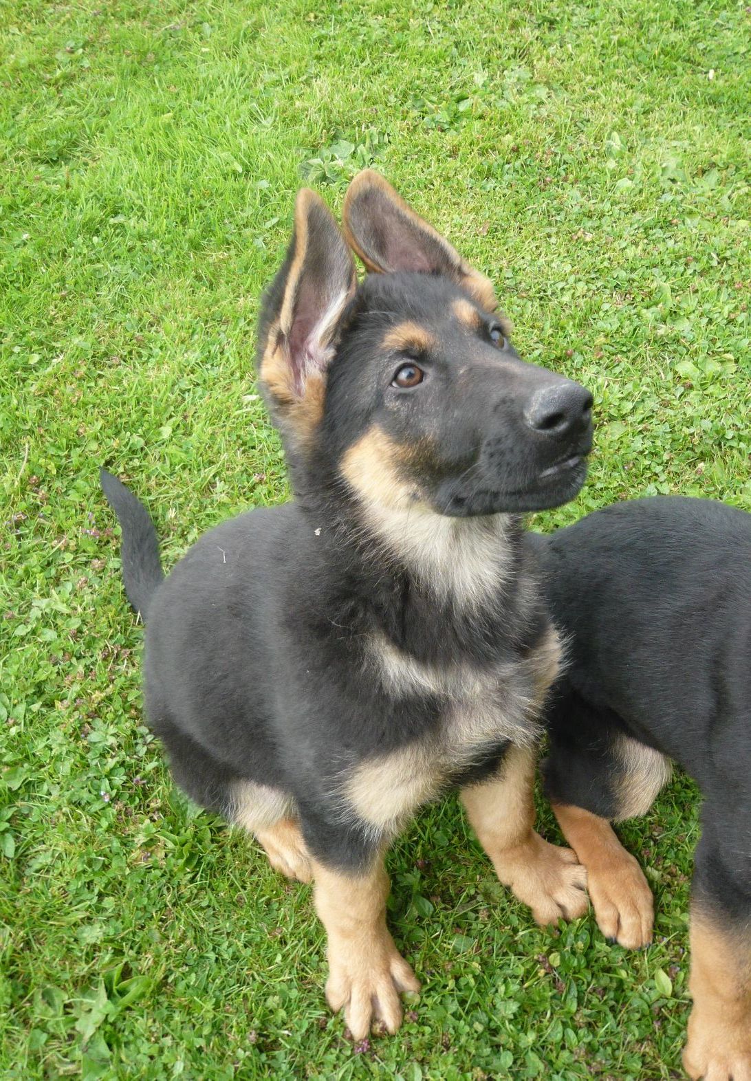 Adorable German Shepherd Puppies For Adoption Wallpaper - King Shepherd - HD Wallpaper 