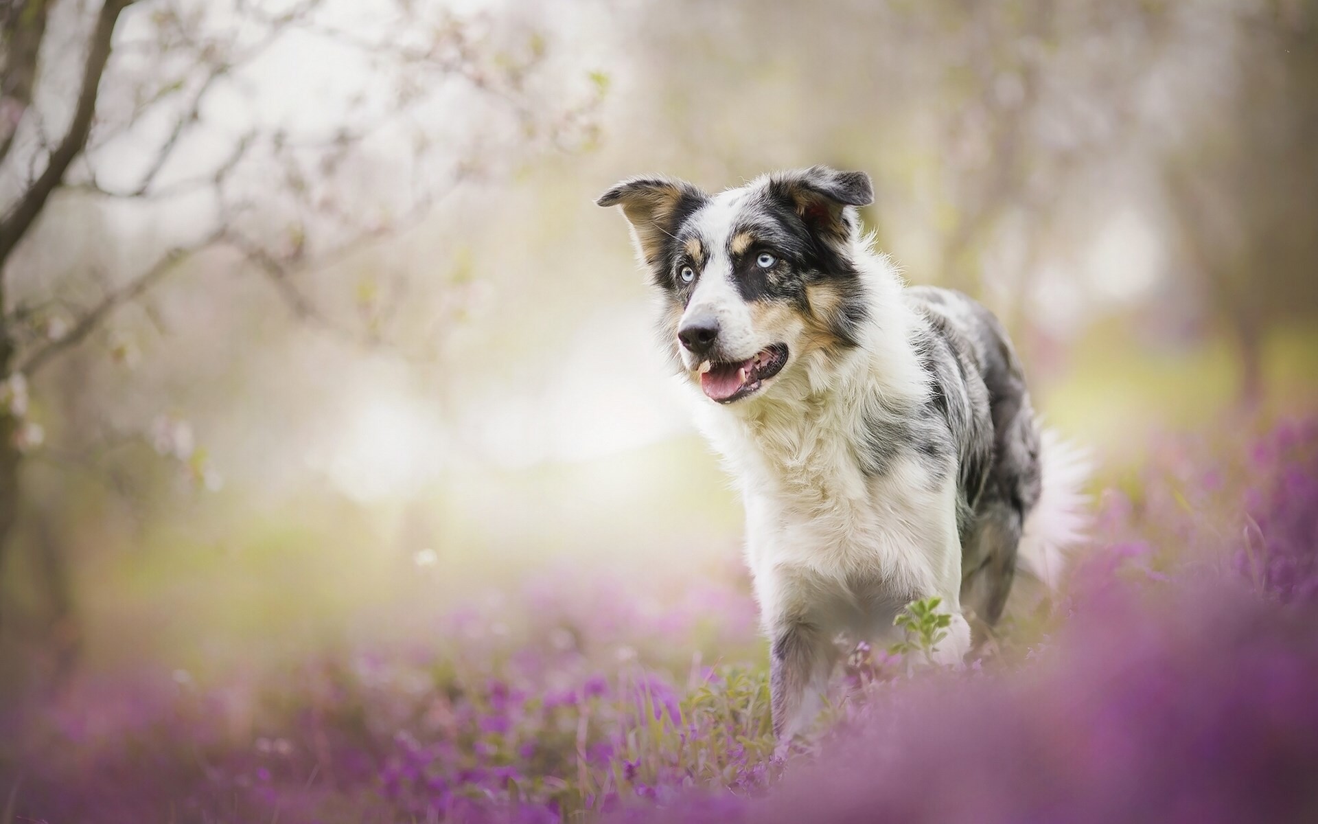 Australian Shepherd Wallpaper 67 Images - Border Collie Wallpaper 1280 - HD Wallpaper 