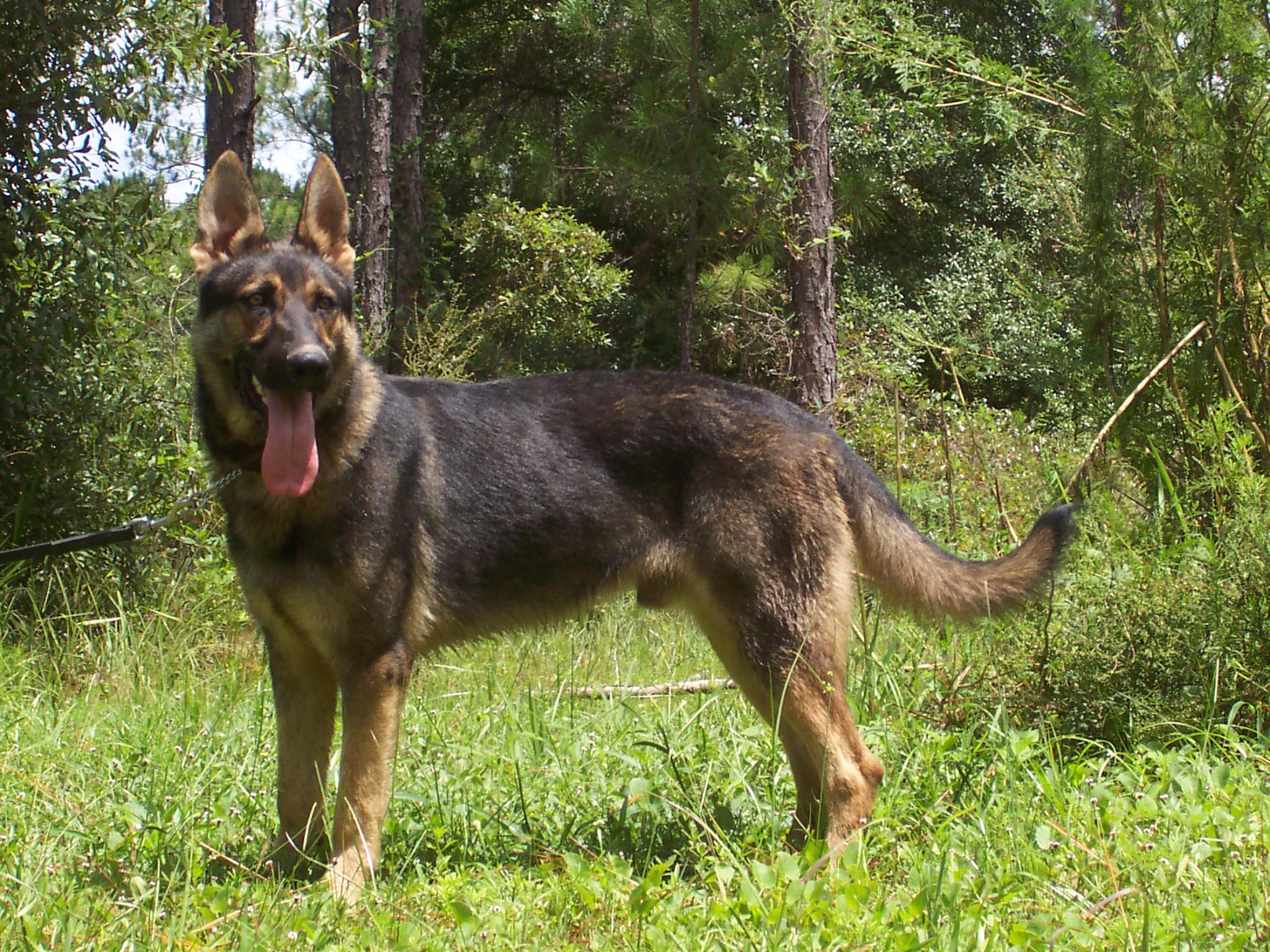 Shepherd Dog Photo German Shepherd Dog Running German - Army Dog Hd - HD Wallpaper 