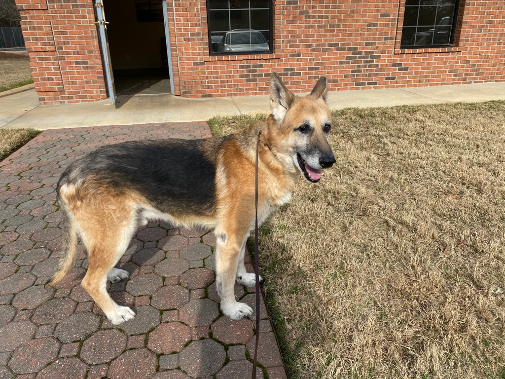 Old German Shepherd Dog - HD Wallpaper 