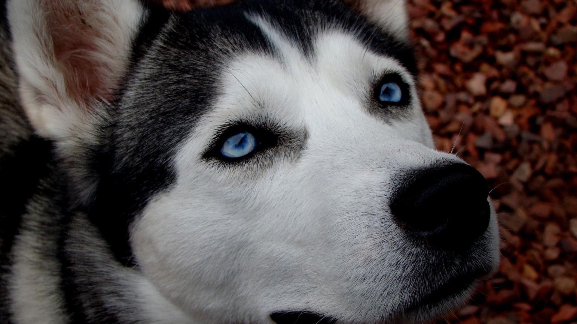 Siberian Husky Hd - HD Wallpaper 