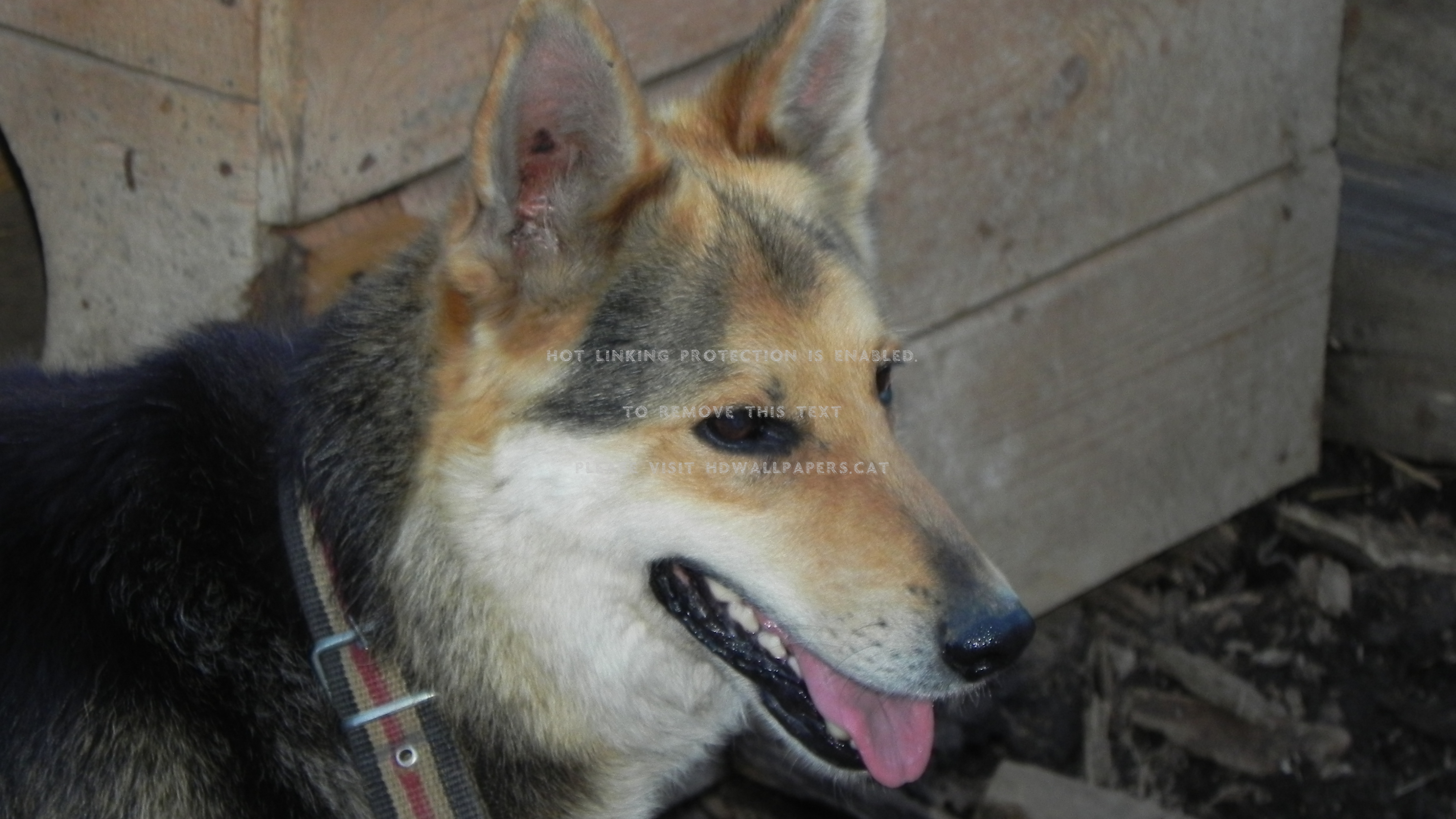 German Shepherd Dog Hd Gsd K9 Cute Animals - Czechoslovakian Wolfdog - HD Wallpaper 