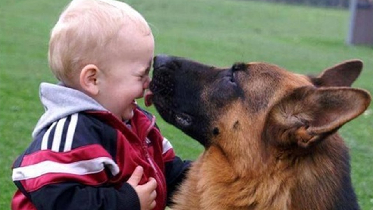 German Shepherd With Baby - HD Wallpaper 