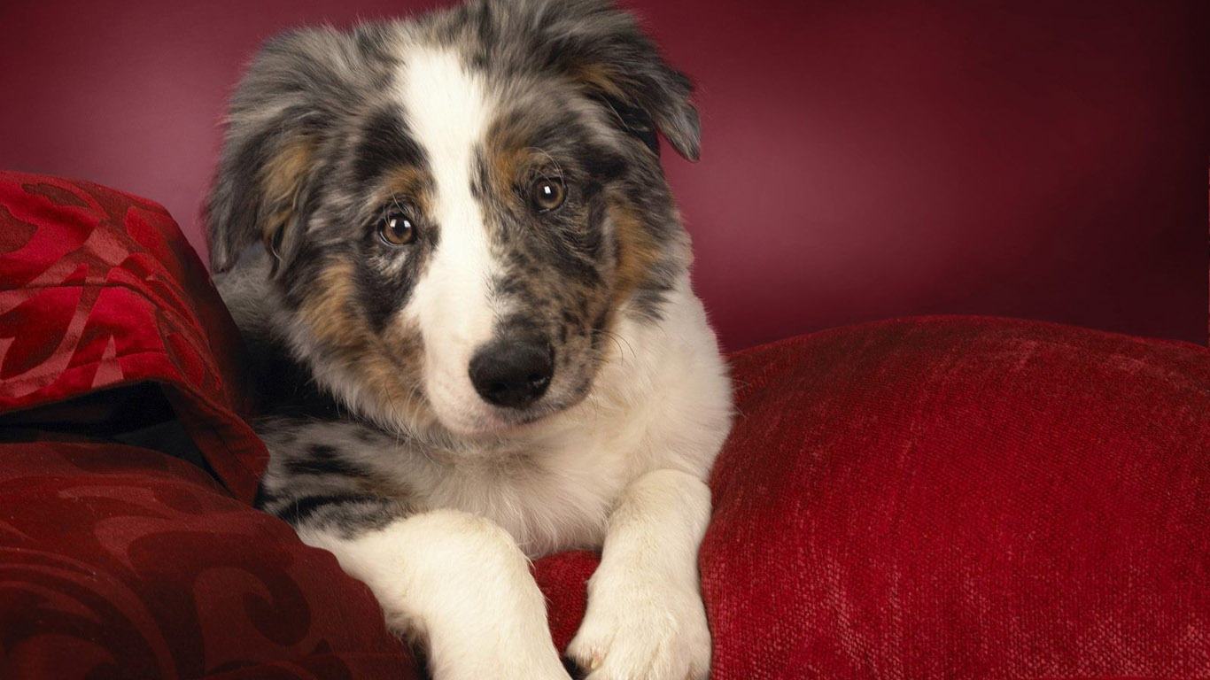 Free Australian Shepherd Wallpaper - HD Wallpaper 