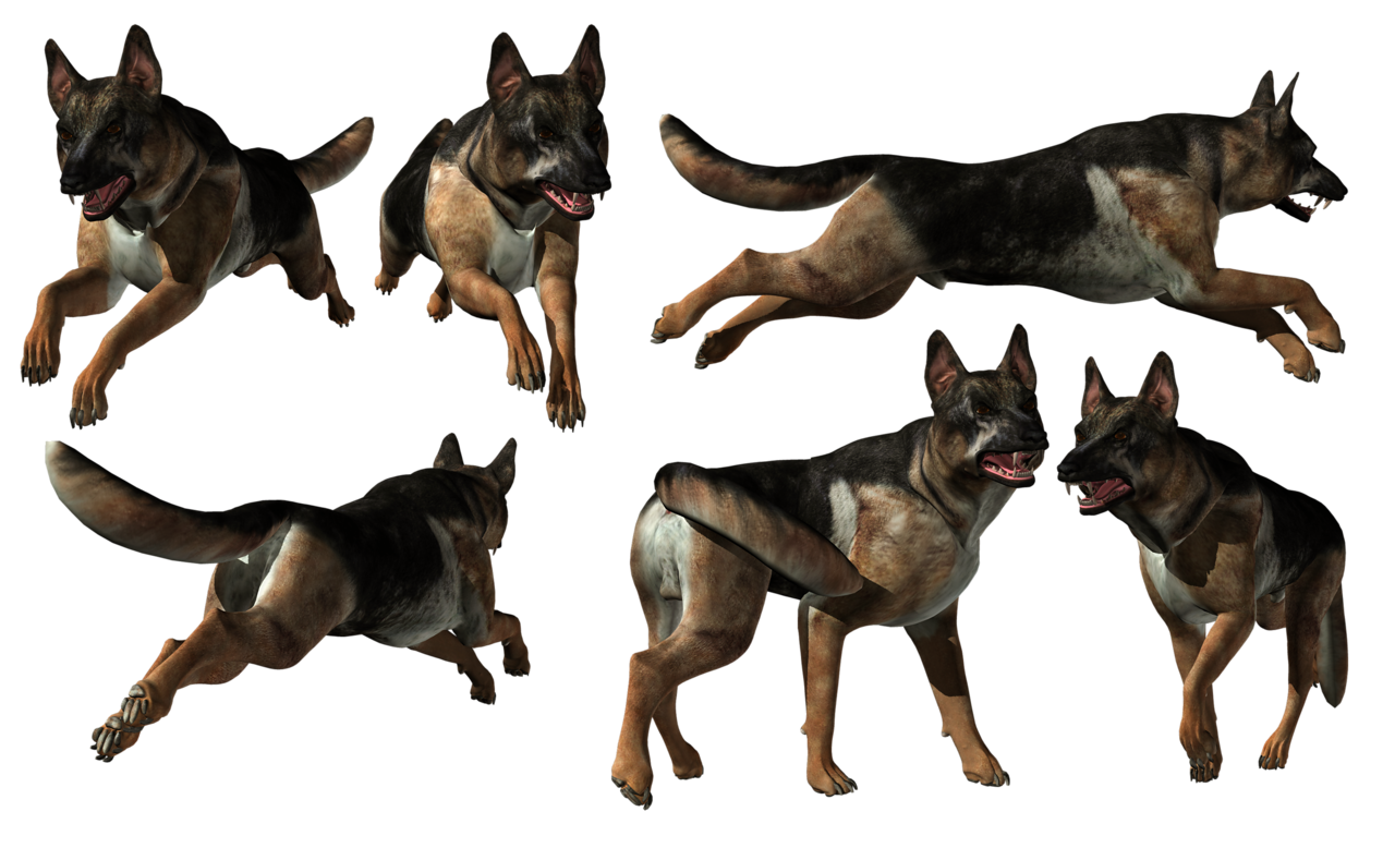 German Shepherd Png - Old German Shepherd Dog - HD Wallpaper 