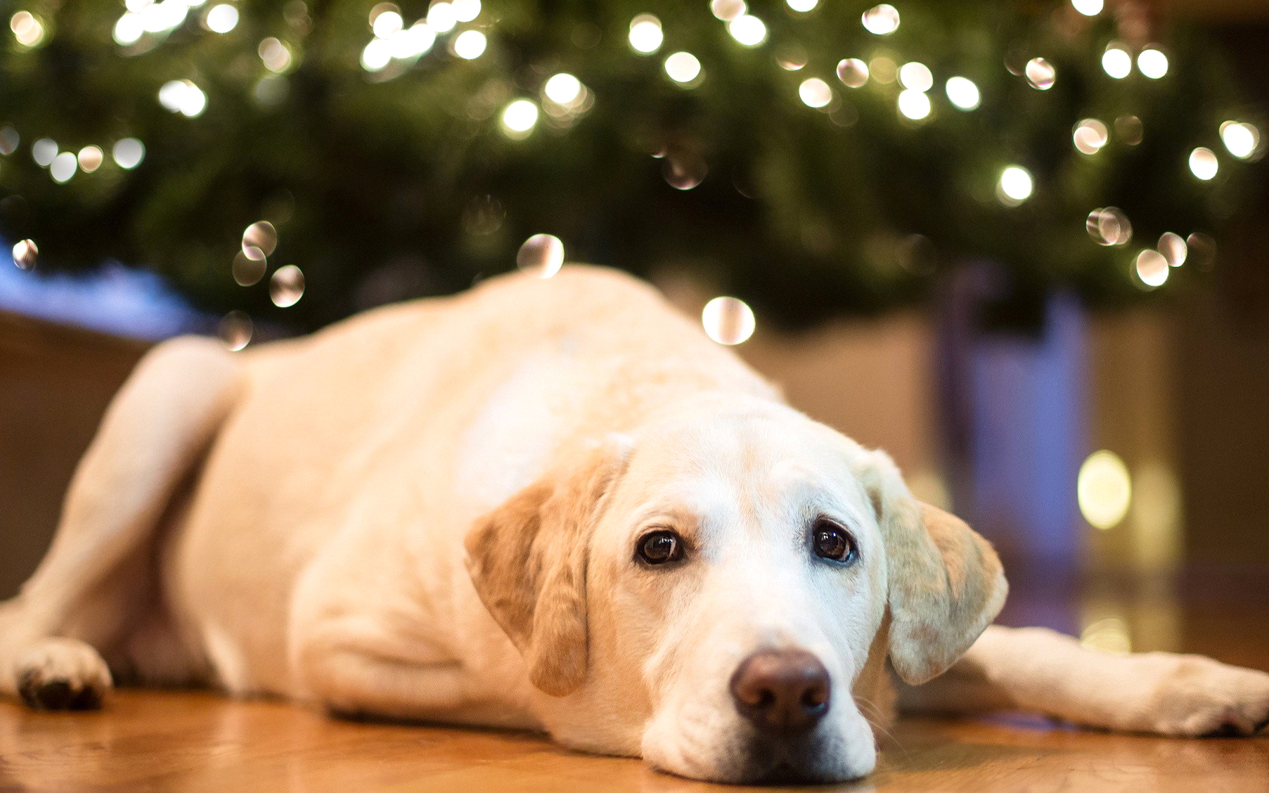 Best Dog Pets For Home 1805x1128 Wallpaper teahub.io