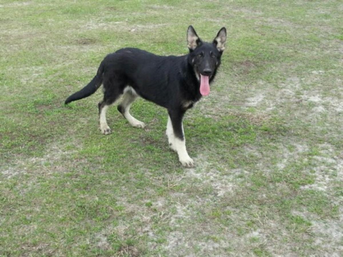 Black And Silver German Shepherd 26 Widescreen Wallpaper - Rin Tin Tin German Shepherd Bloodline - HD Wallpaper 